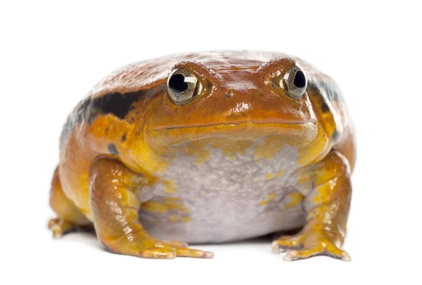 False Tomato Frog, Dyscophus guineti, portrait against white background — Stock Photo, Image