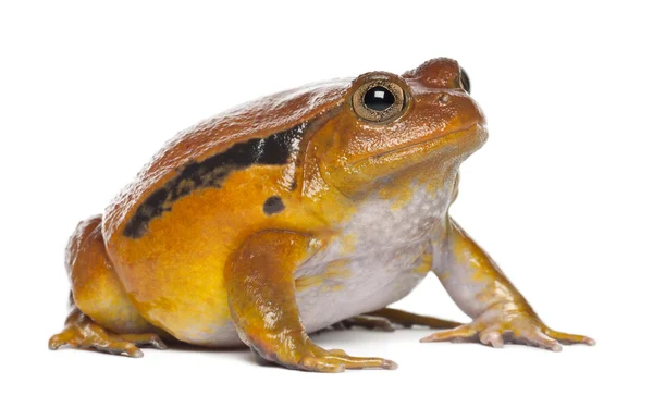 虚假番茄青蛙，dyscophus guineti，白色背景 — 图库照片