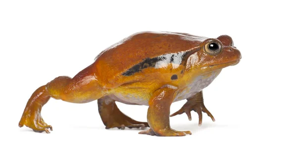 False Tomato Frog, Dyscophus guineti, against white background — Stock Photo, Image