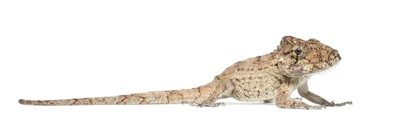 东方胡子阿诺莱或 anolis porcus、 chamaeleolis porcus、 polychrus 是一个属蜥蜴，通常称为布什 anoles，白色背景 — 图库照片