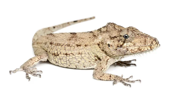 Oriente Bearded Anole or Anolis porcus, Chamaeleolis porcus, Polychrus is a genus of lizards, commonly called bush anoles, against white background — Stock Photo, Image