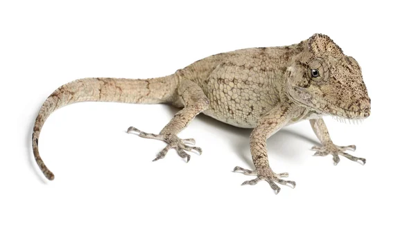 Oriente Bearded Anole or Anolis porcus, Chamaeleolis porcus, Polychrus is a genus of lizards, commonly called bush anoles, against white background — Stock Photo, Image