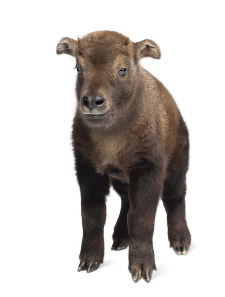 Mishmi Takin, Budorcas taxicolor taxicol, also called Cattle Chamois or Gnu Goat, 15 days old, portrait standing against white background — Stock Photo, Image
