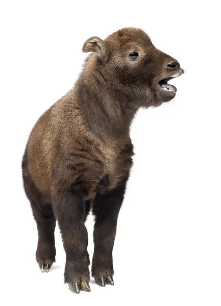Mishmi Takin, Budorcas taxicolor taxicol, also called Cattle Chamois or Gnu Goat, 15 days old, standing against white background — Stock Photo, Image