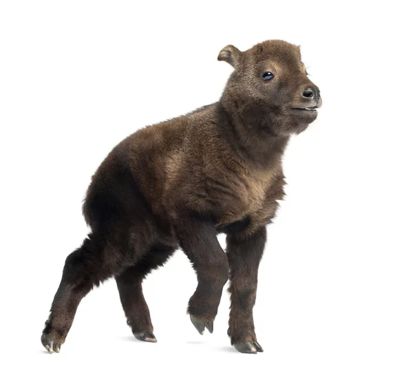Mishmi Takin, Budorcas taxicolor taxicol, also called Cattle Chamois or Gnu Goat, 15 days old, against white background — Stock Photo, Image