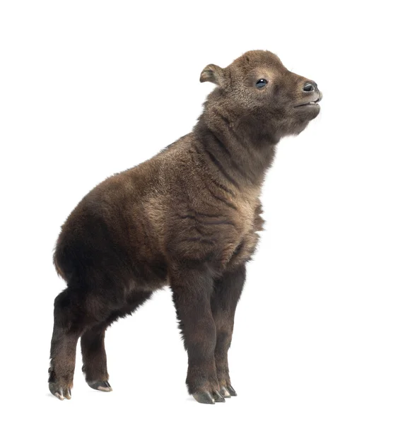 Mishmi 羚牛、 羚牛亚种 taxicol，也称为牛仿鹿皮或 gnu 山羊，15 天老，站在白色背景 — 图库照片