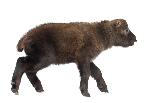 羚牛、 羚牛亚种 taxicol，mishmi 也叫牛麂皮或 gnu 山羊，15 天老，白色背景 — 图库照片