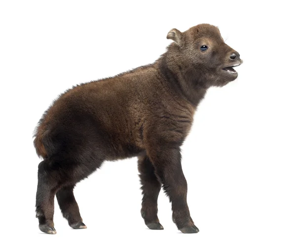 Mishmi Takin, Budorcas taxicolor taxicol, also called Cattle Chamois or Gnu Goat, 15 days old, standing against white background — Stock Photo, Image