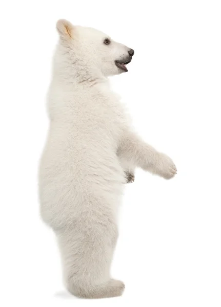 Filhote de urso polar, Ursus maritimus, 6 meses, de pé sobre as patas traseiras contra fundo branco — Fotografia de Stock