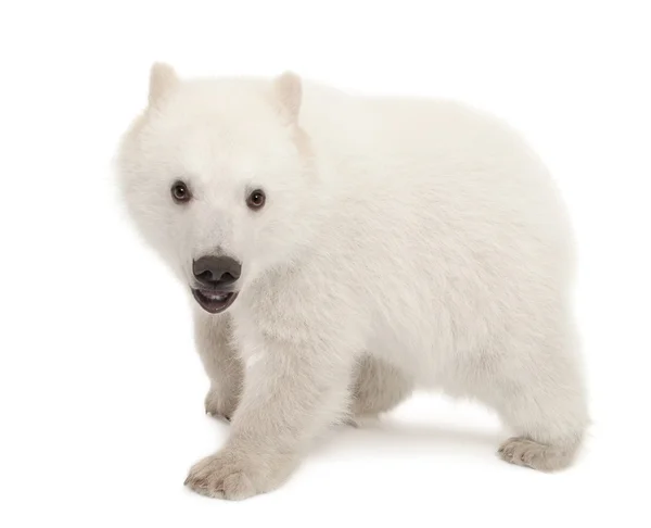 Polar beer cub, ursus maritimus, 6 maanden oud, portret tegen witte achtergrond — Stockfoto