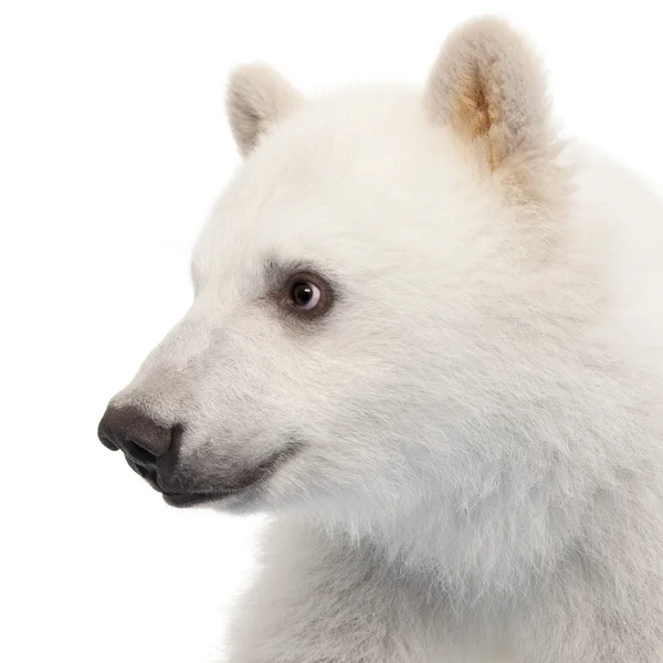 Белый медвежонок, Ursus maritimus, 6 месяцев, на белом фоне — стоковое фото