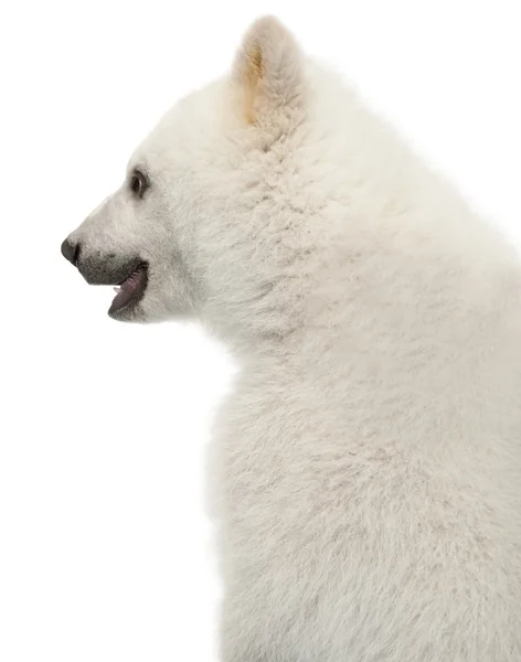 Cachorro oso polar, Ursus maritimus, 6 meses, sobre fondo blanco —  Fotos de Stock