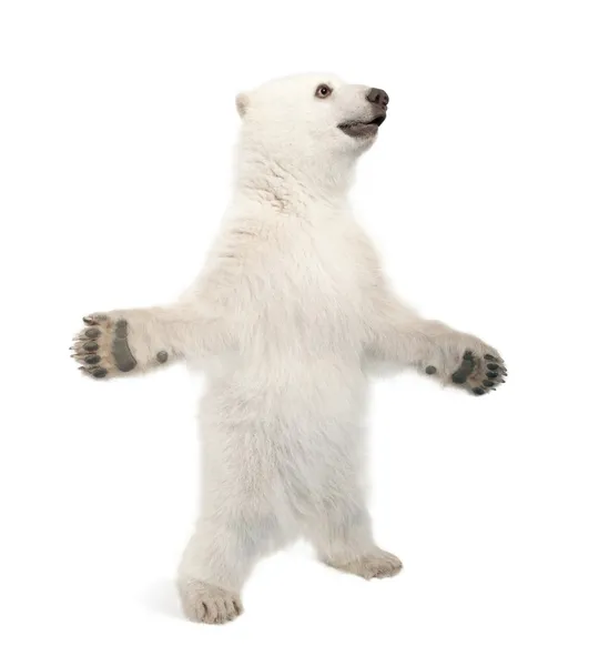 Kutup ayısı yavrusu, ursus maritimus, 6 ay yaşlı, beyaz arka plan arka ayakları üzerinde duran — Stok fotoğraf