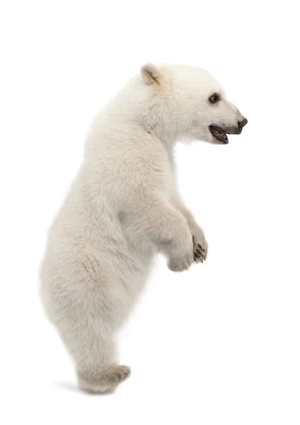 Polar bear cub, Ursus maritimus, 6 mesi, in piedi sulle zampe posteriori sullo sfondo bianco — Foto Stock
