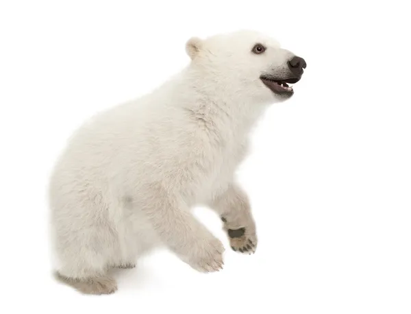 Niedźwiedź polarny, ursus maritimus, 6 miesięcy, stojący na białym tle — Zdjęcie stockowe