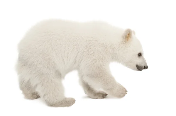 Πολική αρκούδα σκύμνος, maritimus ursus, 6 μηνών, στέκεται ενάντια λευκό φόντο — Φωτογραφία Αρχείου