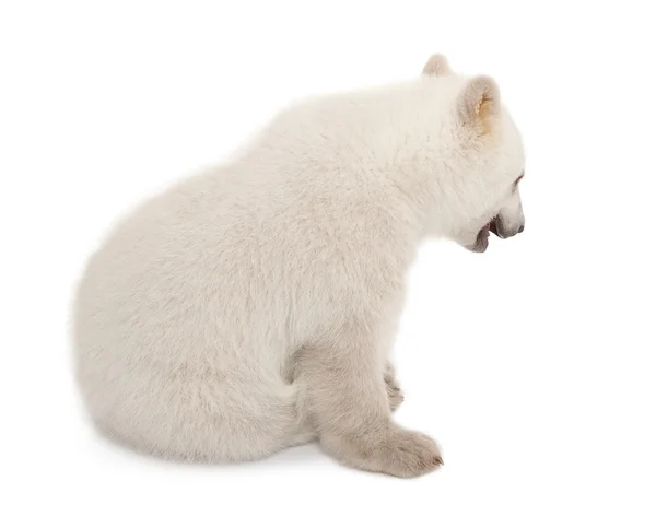Kutup ayısı yavrusu, ursus maritimus, 6 ay yaşlı, beyaz arka planı oturuyor. — Stok fotoğraf