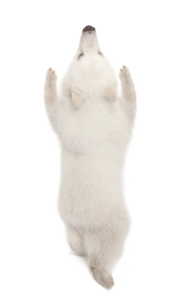 Polar bear cub, ursus maritimus, 6 månader gammal, stående på bakbenen mot vit bakgrund — Stockfoto