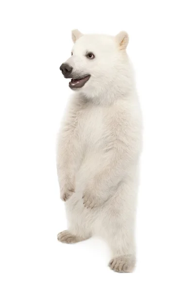 Eisbärenjunges, Ursus maritimus, 6 Monate alt, auf Hinterbeinen vor weißem Hintergrund stehend — Stockfoto