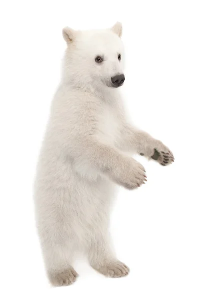 Kutup ayısı yavrusu, ursus maritimus, 6 ay yaşlı, beyaz bir arka plana dayanır portre — Stok fotoğraf