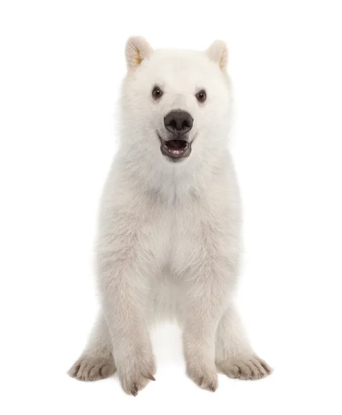 Polar beer cub, ursus maritimus, 6 maanden oud, portret tegen witte achtergrond — Stockfoto