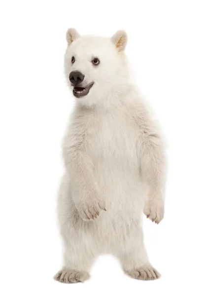 Eisbärenjunges, Ursus maritimus, 6 Monate alt, auf Hinterbeinen vor weißem Hintergrund stehend — Stockfoto