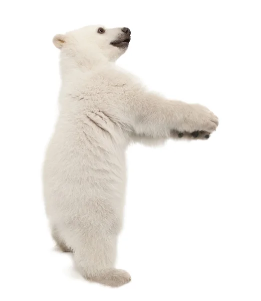 Polar beer cub, ursus maritimus, 6 maanden oud, permanent op achterpoten tegen witte achtergrond — Stockfoto