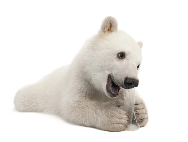 Filhote de urso polar, Ursus maritimus, 6 meses, com brinquedo mastigado contra fundo branco contra fundo branco — Fotografia de Stock