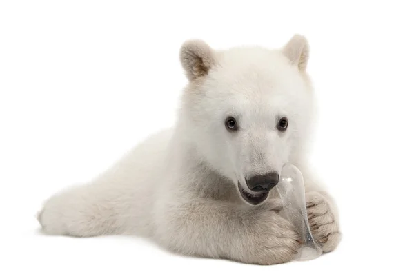 Πολική αρκούδα σκύμνος, maritimus ursus, 6 μηνών, με το πορτρέτο του μασώ παιχνίδι εναντίον πορτρέτο λευκό φόντο λευκό φόντο — Φωτογραφία Αρχείου