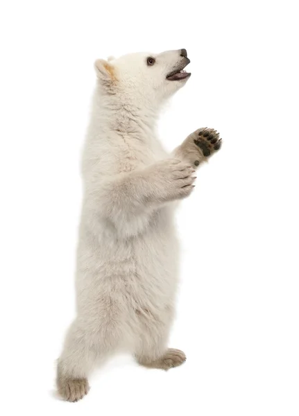 Ourson polaire, Ursus maritimus, 6 mois, debout sur les pattes arrière sur fond blanc — Photo