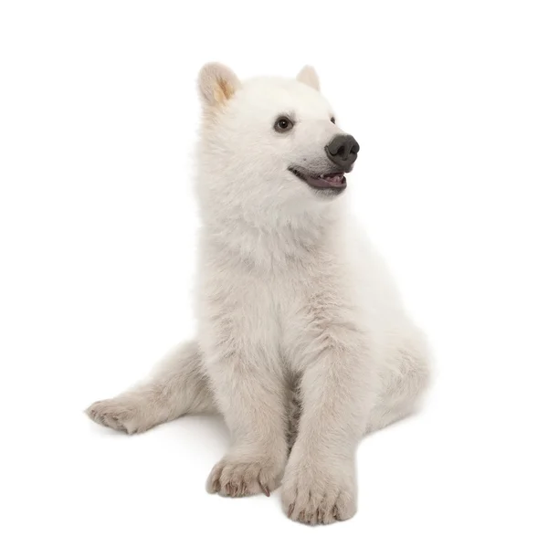 Polar beer cub, ursus maritimus, 6 maanden oud, tegen witte achtergrond — Stockfoto