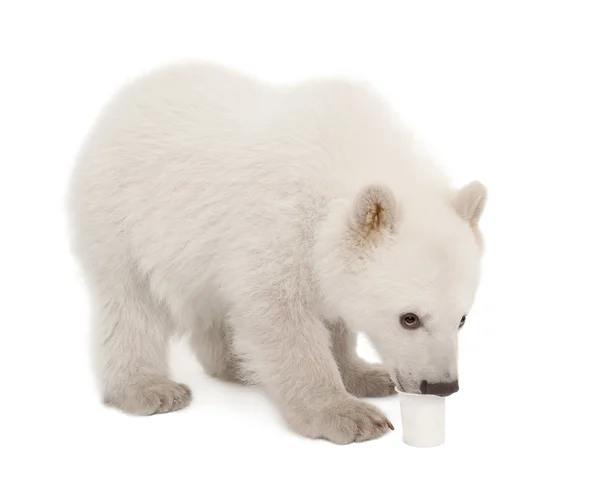 Cachorro oso polar, Ursus maritimus, 6 meses de edad, alimentándose de la taza sobre fondo blanco — Foto de Stock
