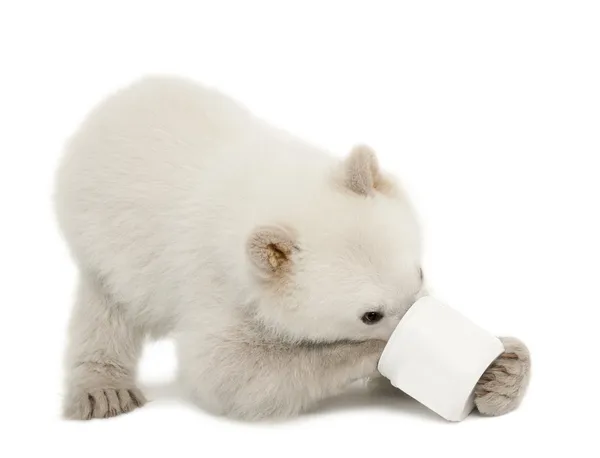 Filhote de urso polar, Ursus maritimus, 6 meses, alimentando-se de xícara contra fundo branco — Fotografia de Stock