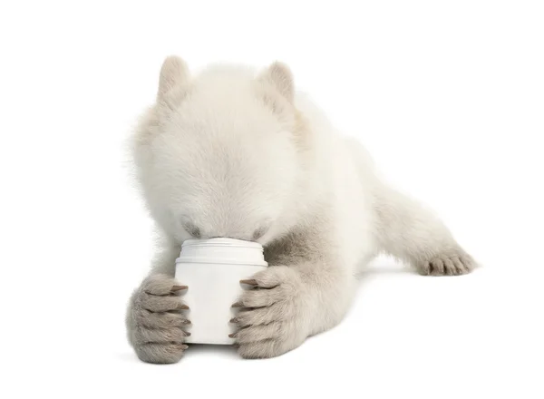 Детеныш белого медведя, Ursus maritimus, 6 месяцев, кормление из чашки на белом фоне — стоковое фото