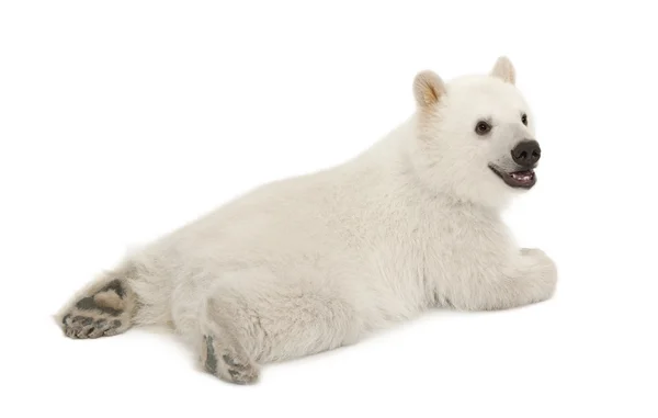 北极熊幼仔，熊类绕杆菌，6 个月大，白色背景 — 图库照片