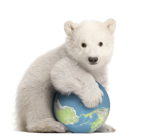 Filhote de urso polar, Ursus maritimus, 3 meses, com globo sentado contra fundo branco — Fotografia de Stock