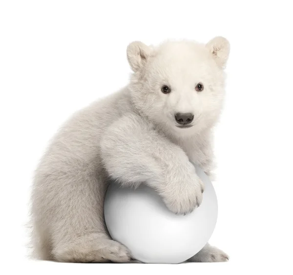 Filhote de urso polar, Ursus maritimus, 3 meses, com bola branca sentada contra fundo branco — Fotografia de Stock