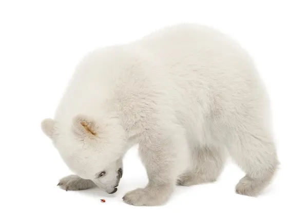 Cachorro oso polar, Ursus maritimus, 6 meses — Foto de Stock