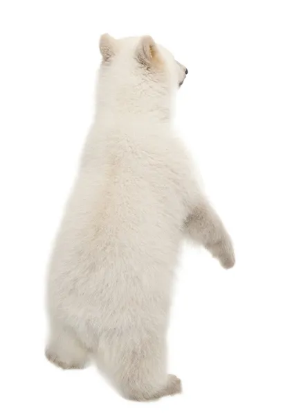 Eisbärbaby, Ursus maritimus, 6 Monate alt — Stockfoto