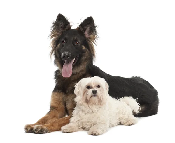 Maltese, 6 years old, and German Shepherd Dog, 18 months old, portrait against white background — Stock Photo, Image