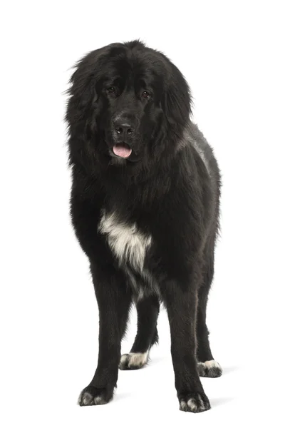 Cão bastardo, 9 meses, retrato contra fundo branco — Fotografia de Stock