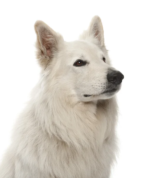 Berger Blanc Suisse, 5 years old, against white background — Stock Photo, Image