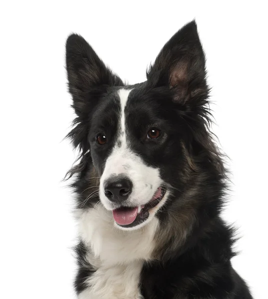 Border Collie, 1 year old, portrait against white background — Stock Photo, Image