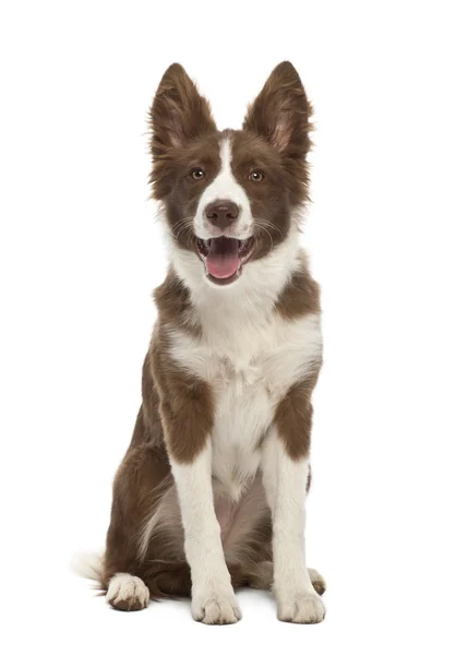 Border Collie filhote de cachorro, 5 meses, sentado contra fundo branco — Fotografia de Stock