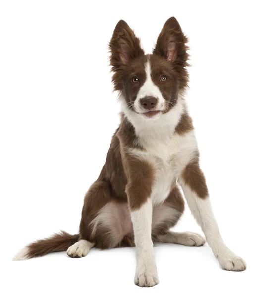Border Collie puppy, 5 months old, sitting against white background — Stock Photo, Image