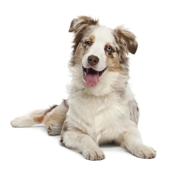 オーストラリアン シェパードの子犬は、6 か月古い、白い背景の肖像画 — ストック写真