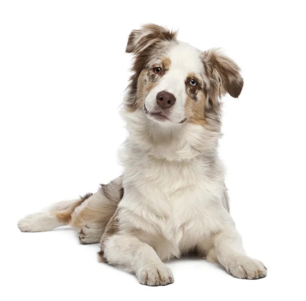 オーストラリアン シェパードの子犬は、6 か月古い、白い背景の肖像画 — ストック写真