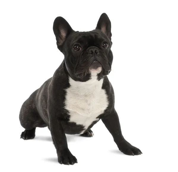 Bulldog francés, 1 año de edad, retrato sobre fondo blanco — Foto de Stock