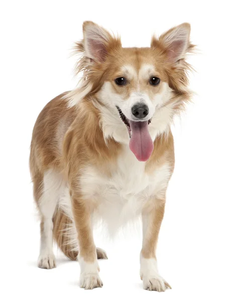 Perro de raza mixta, 2 años, retrato sobre fondo blanco — Foto de Stock