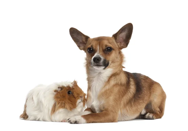 Bastard dog and guinea pig portrait against white background — Stock Photo, Image